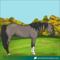 Horse Color:Grullo 