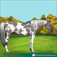 Horse Color:White Spotted Grullo