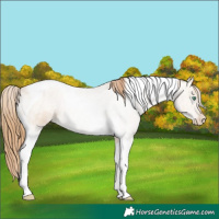 Horse Color:Smoky Blue Ice Roan Pearl Tobiano Appaloosa 