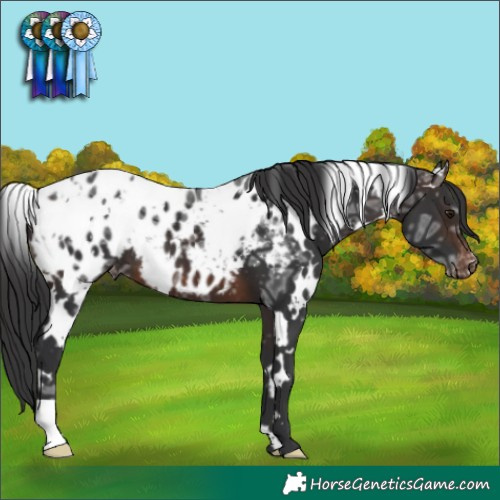 Horse Color:White Spotted Brown Ice Appaloosa 