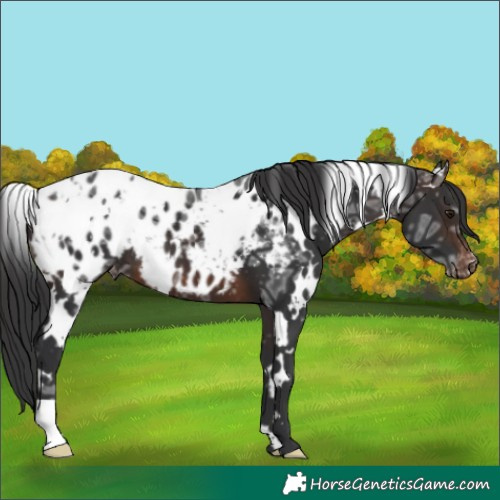 Horse Color:White Spotted Brown Ice Appaloosa 