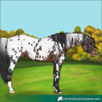 Horse Color:White Spotted Brown Ice Appaloosa 