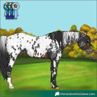 Horse Color:White Spotted Brown Ice Appaloosa 