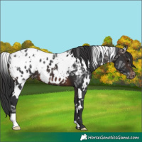 Horse Color:White Spotted Brown Ice Appaloosa 