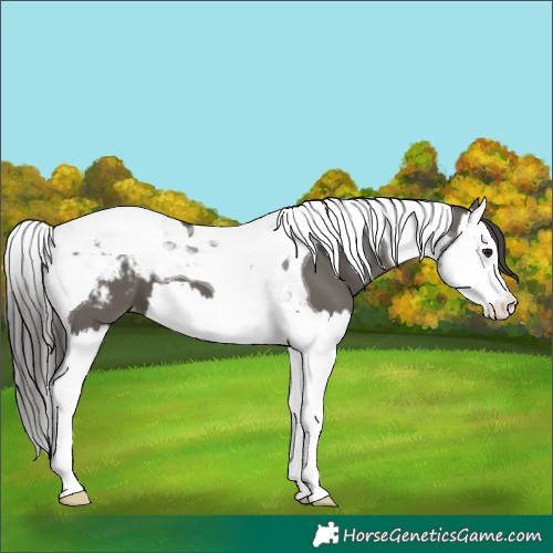 Horse Color:Grullo Splash Tobiano Appaloosa