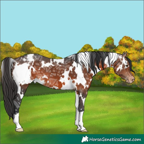 Horse Color:White Spotted Brown Ice Appaloosa 