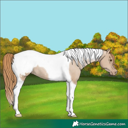Horse Color:Grullo Pearl Tobiano Snowcap 