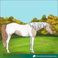 Horse Color:Grullo Pearl Tobiano Appaloosa