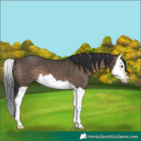 Horse Color:Brown Dun Splash 