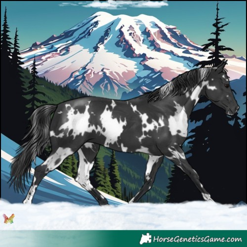 Horse Color:White Spotted Black 