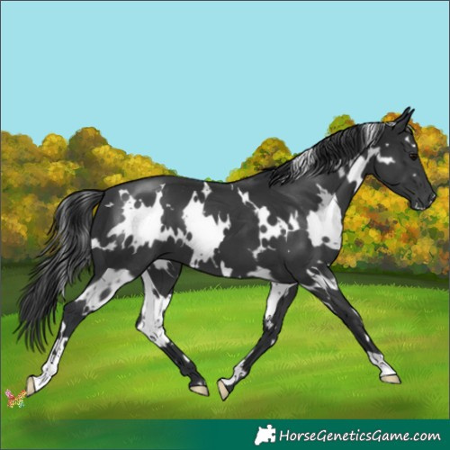 Horse Color:White Spotted Black 