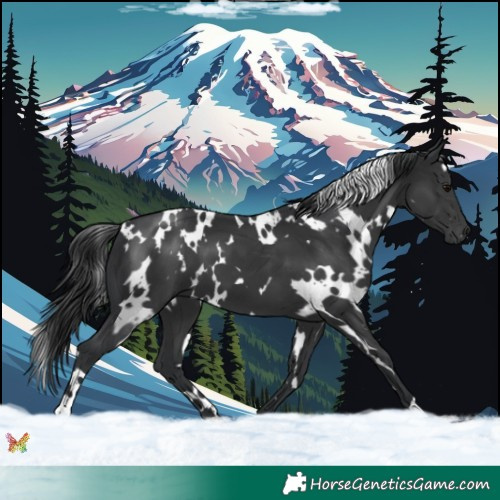 Horse Color:White Spotted Black 