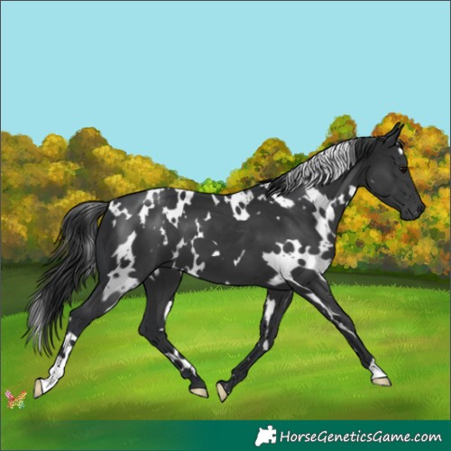 Horse Color:White Spotted Black 