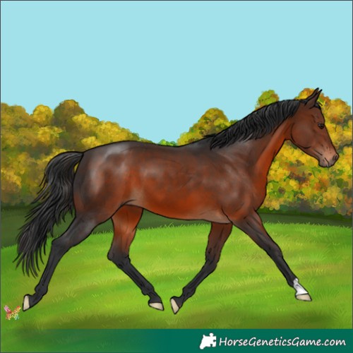 Horse Color:Brown 
