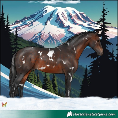 Horse Color:White Spotted Brown 