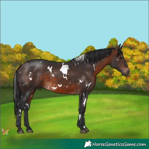 Horse Color:White Spotted Brown 
