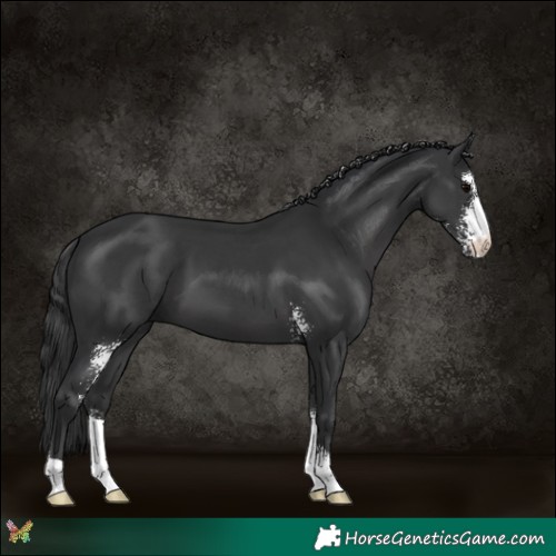 Horse Color:Black Sabino 
