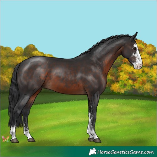Horse Color:Brown Sabino 