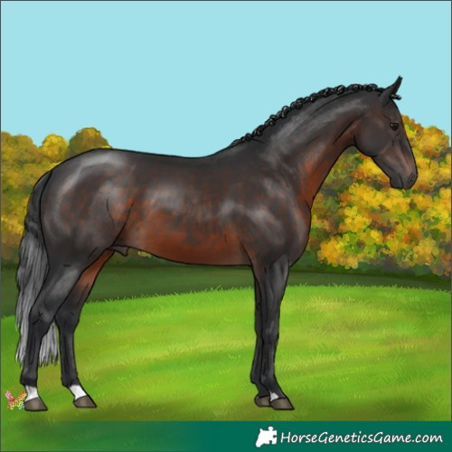 Horse Color:Brown 