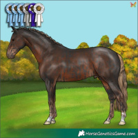 Horse Color:Black  and Liver Chestnut 