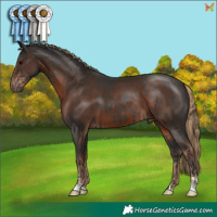 Horse Color:Black  and Liver Chestnut 