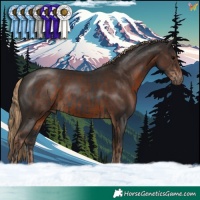 Horse Color:Black  and Liver Chestnut 