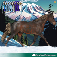 Horse Color:Black and Liver Chestnut