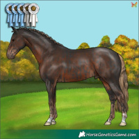 Horse Color:Black and Liver Chestnut