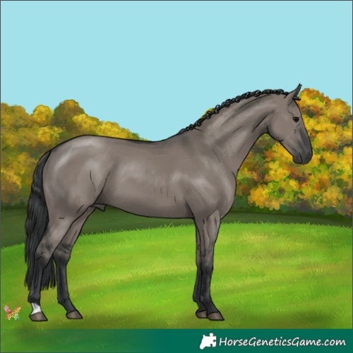 Horse Color:Grullo 