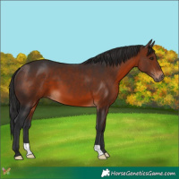 Horse Color:Brown 