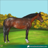 Horse Color:Brown Rabicano 