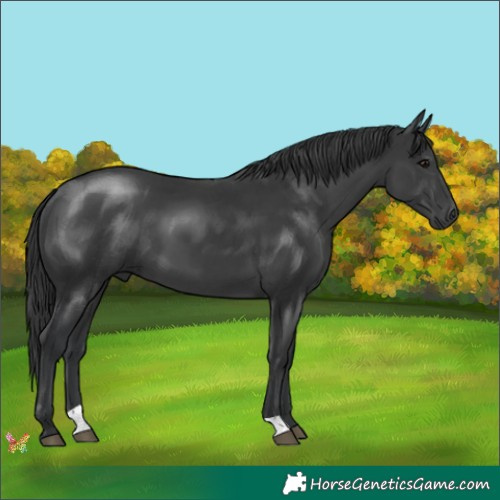 Horse Color:Black 