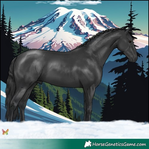 Horse Color:Black 