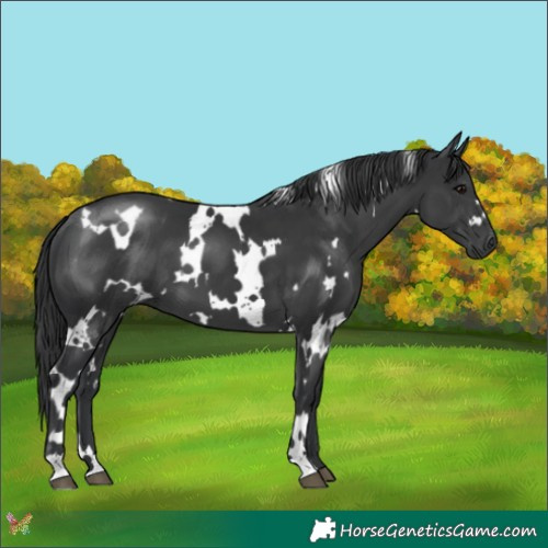 Horse Color:White Spotted Black