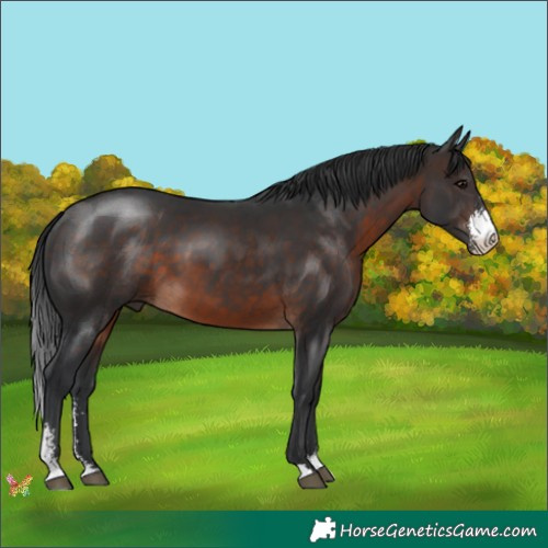 Horse Color:Brown Sabino 