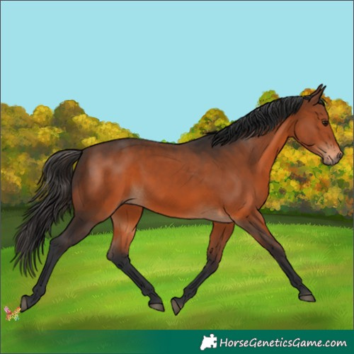 Horse Color:Brown 