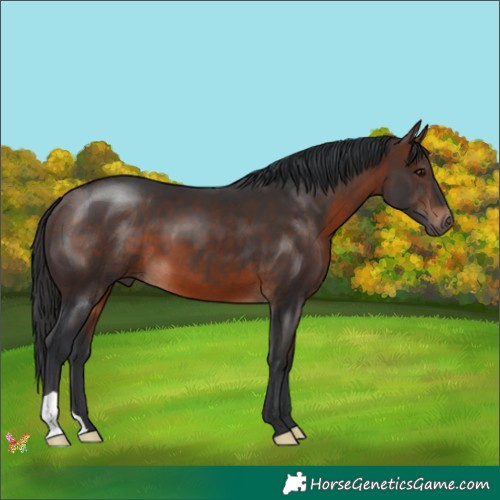 Horse Color:Brown 