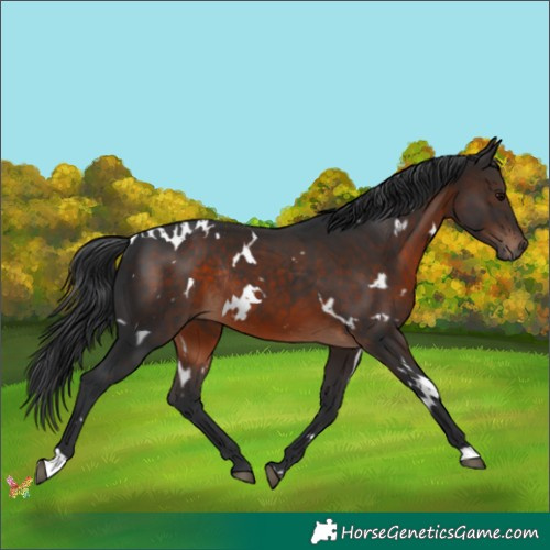 Horse Color:White Spotted Brown Rabicano 