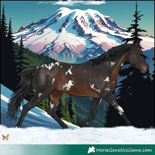 Horse Color:White Spotted Brown Rabicano 