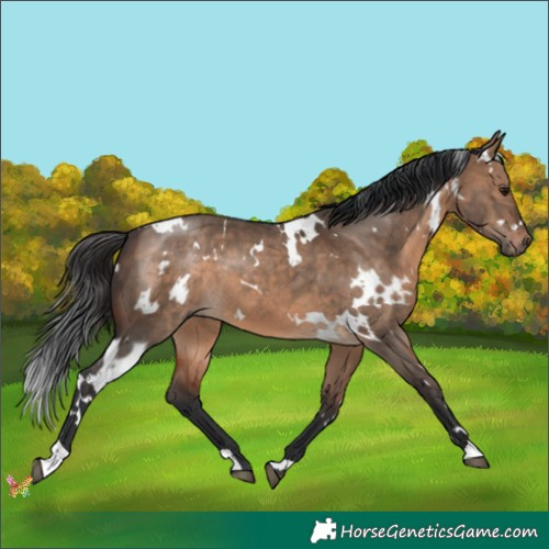 Horse Color:White Spotted Brown Dun 