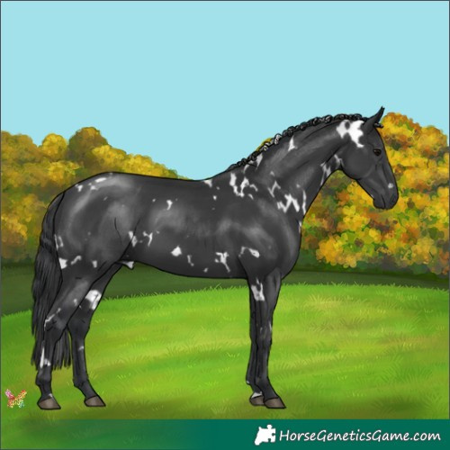 Horse Color:White Spotted Black 