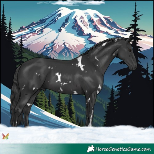 Horse Color:White Spotted Black 