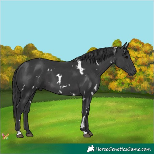 Horse Color:White Spotted Black 