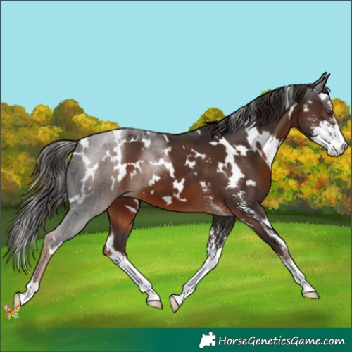 Horse Color:White Spotted Liver Chestnut Sabino 