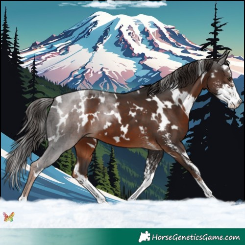 Horse Color:White Spotted Liver Chestnut Sabino 