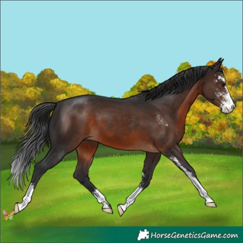 Horse Color:Brown Sabino 