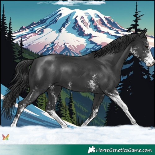 Horse Color:Black Sabino 