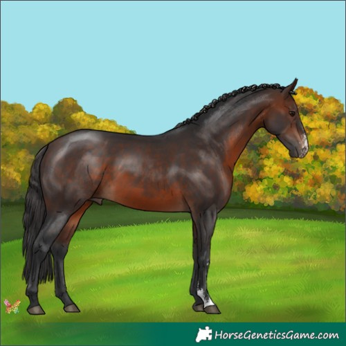 Horse Color:Brown Sabino 
