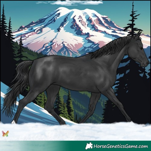 Horse Color:Black 
