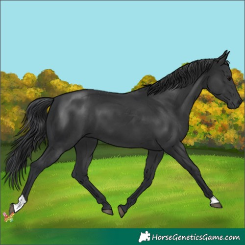 Horse Color:Black 